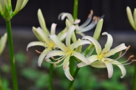 ヒガンバナ(白花) ヒガンバナ(白花)