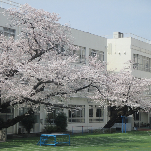 戸塚第三小学校_校庭の桜