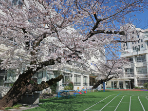 1_0326桜が見頃を迎えました