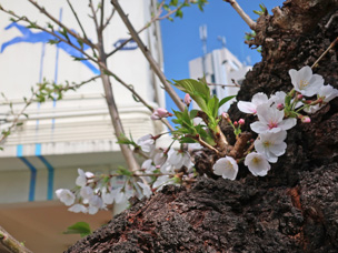 2_0326桜が見頃を迎えました