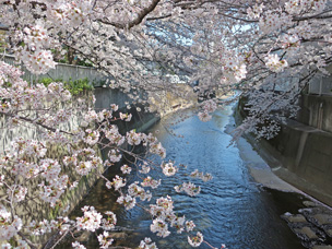 3_0326桜が見頃を迎えました