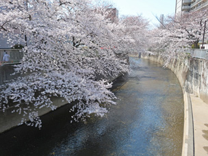 4_0326桜が見頃を迎えました