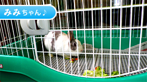 みみちゃん