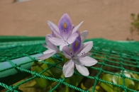 ホテイアオイ
