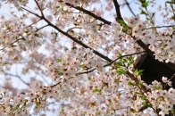 サクラ