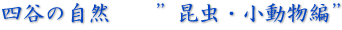 四谷の自然　　”昆虫・小動物編”